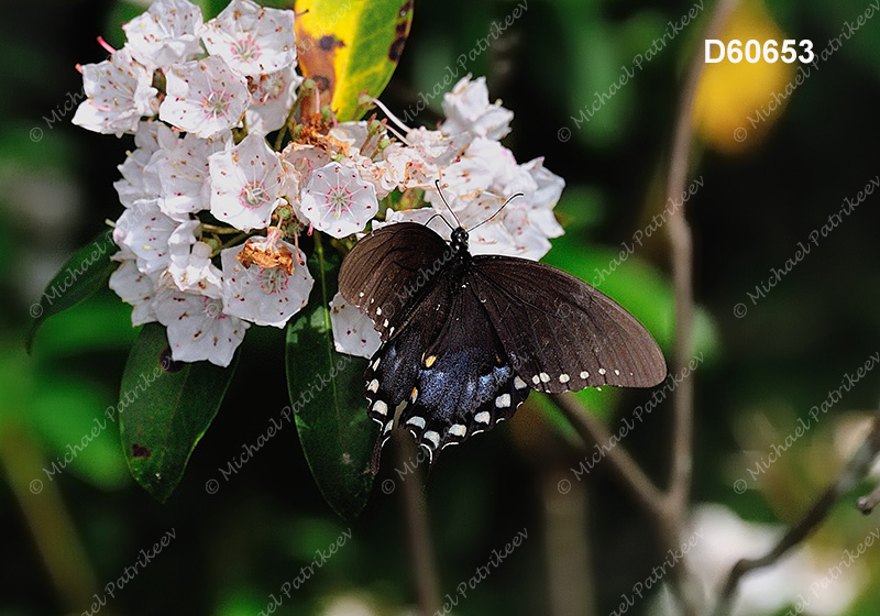 Spicebush Swallowtail (Papilio troilus)